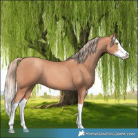 Horse Color:Gold Champagne Splash