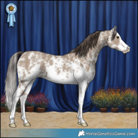Horse Color:Classic Champagne Sabino Splash