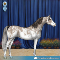 Horse Color:Classic Champagne Sabino Splash