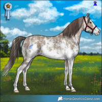Horse Color:Classic Champagne Sabino Splash