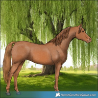 Horse Color:Chestnut Appaloosa