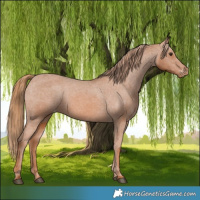 Horse Color:Chestnut Appaloosa 