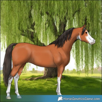 Horse Color:White Spotted Bay 