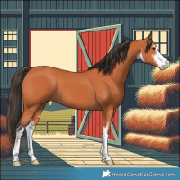 Horse Color:White Spotted Bay 