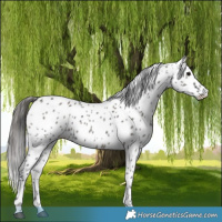 Horse Color:Grullo Appaloosa