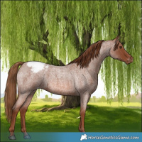 Horse Color:Red Roan Appaloosa 