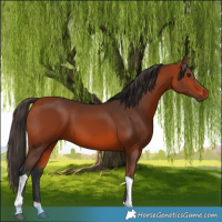 Horse Color:Bay Tobiano