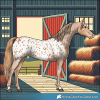 Horse Color:Chestnut Near Leopard 