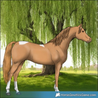 Horse Color:Chestnut Tobiano
