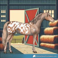 Horse Color:Chestnut Appaloosa