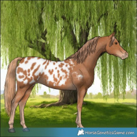 Horse Color:Chestnut Appaloosa