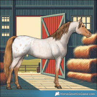 Horse Color:Red Roan Appaloosa 