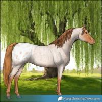 Horse Color:Red Roan Appaloosa