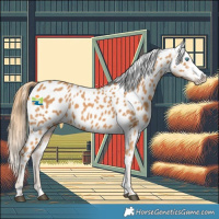 Horse Color:Chestnut Splash Near Leopard 