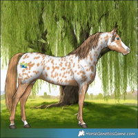 Horse Color:Chestnut Splash Appaloosa 