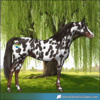 Horse Color:Liver Chestnut Splash Appaloosa 