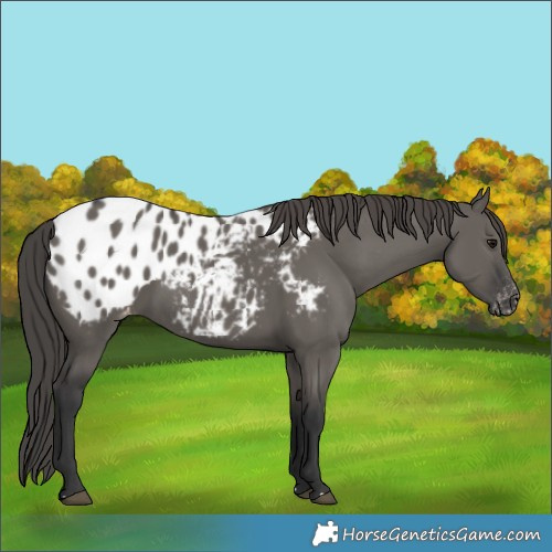 Horse Color:Grullo Appaloosa 