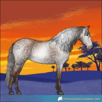 Horse Color:Gray Black Pearl 