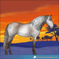 Horse Color:Gray Black Pearl 