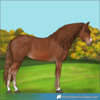 Horse Color:Chestnut 