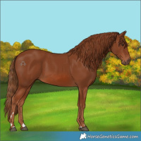 Horse Color:Chestnut 