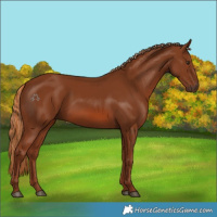 Horse Color:Chestnut 