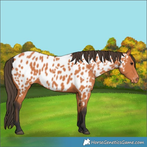 Horse Color:Bay Appaloosa 