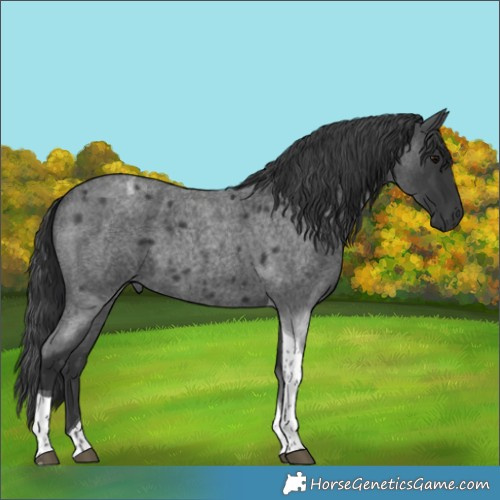 Horse Color:Blue Roan Tobiano 