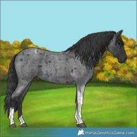 Horse Color:Blue Roan Tobiano 