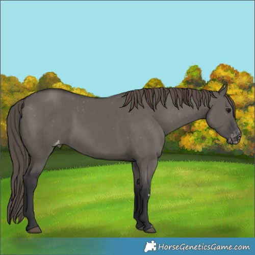 Horse Color:Grullo Appaloosa 