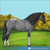 Horse Color:Blue Roan Tobiano 