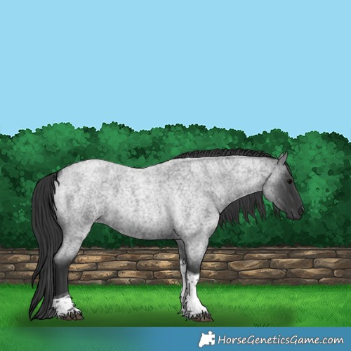 Horse Color:Blue Roan Tobiano 