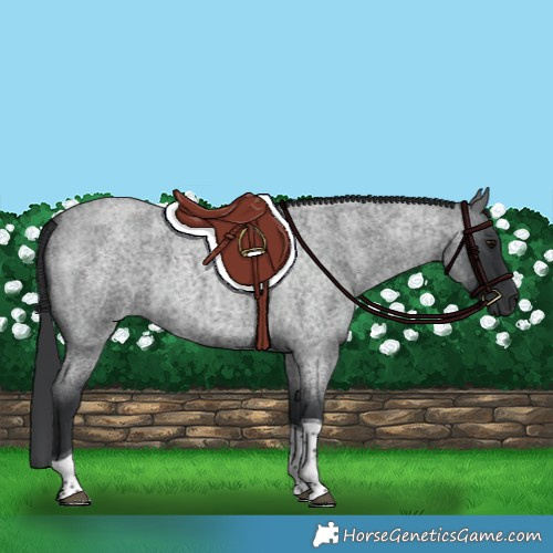 Horse Color:Blue Roan Tobiano 