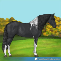 Horse Color:Black Tobiano Rabicano 