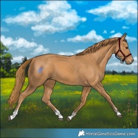 Horse Color:Chestnut  and Chestnut 