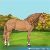 Horse Color:Chestnut  and Chestnut 