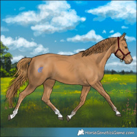 Horse Color:Chestnut and Chestnut