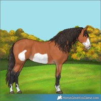 Horse Color:Bay Frame