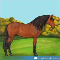 Horse Color:Bay 