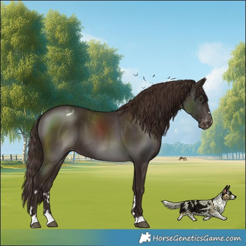 Horse Color:Liver Chestnut Varnish