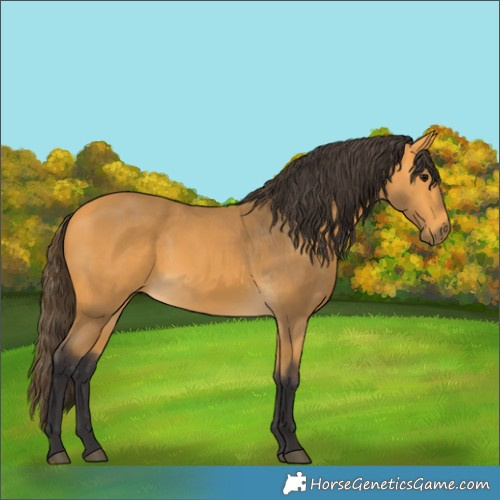 Horse Color:Buckskin