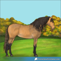 Horse Color:Buckskin 