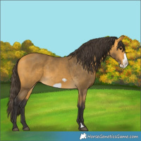 Horse Color:Buckskin Frame 