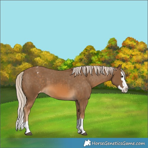 Horse Color:Chocolate Palomino Splash Appaloosa 