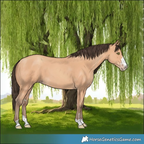Horse Color:Amber Champagne 