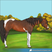 Horse Color:Bay Tobiano 