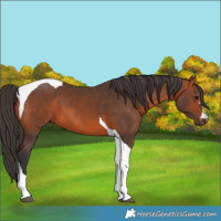 Horse Color:Bay Tobiano 