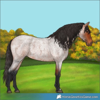 Horse Color:Bay Roan 