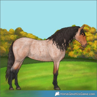 Horse Color:Bay Roan