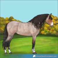 Horse Color:Bay Roan 